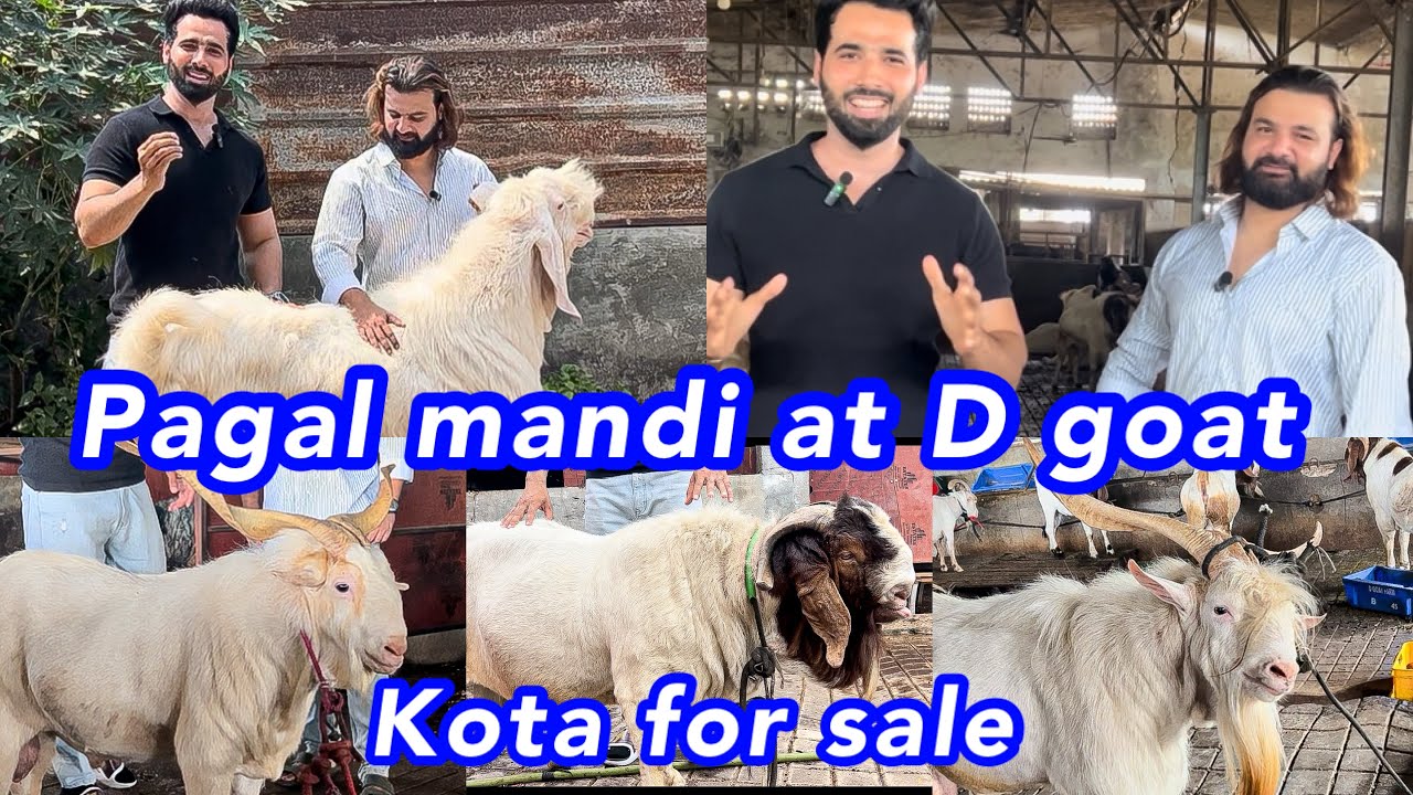 Pagal kota bakro ki mandi at D goat farm 😍 | Shezaan shaikh | Goats for sale 2025