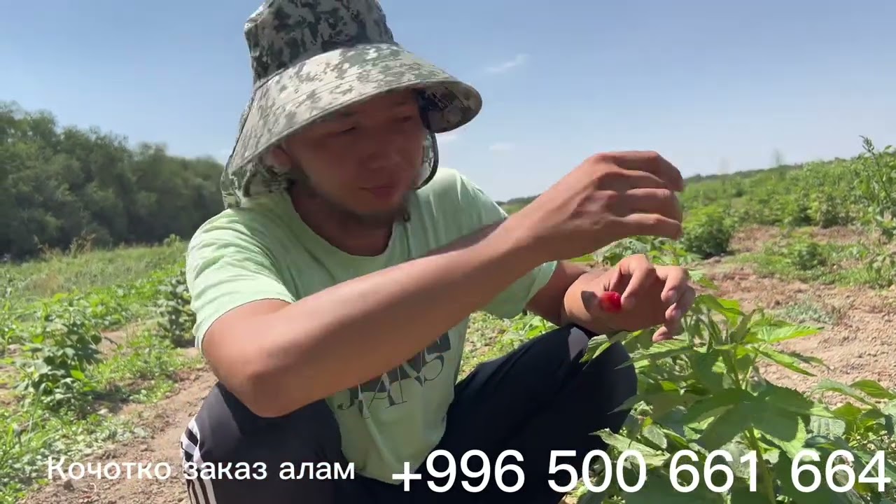 Малина бизнеси сизге ылайыктуубу же такыр туура келбейби!?