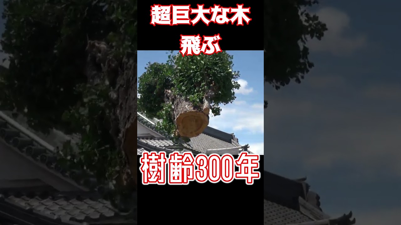 子供もビックリ！！樹齢300年の木をハンドパワーで浮かせてみた
