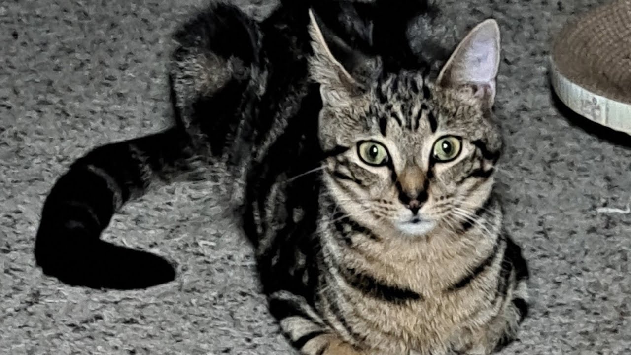 Miss Dori Cat Plays Fetch (with special guest Master Anakin)