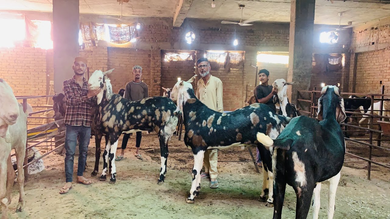 Umar bhai‘s Tonk Ke biggest and heaviest Goat Vlogs started Now India's biggest and heaviest Goats
