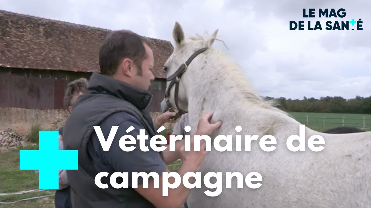 Soigner les chevaux : un métier, une vocation - Le Magazine de la Santé