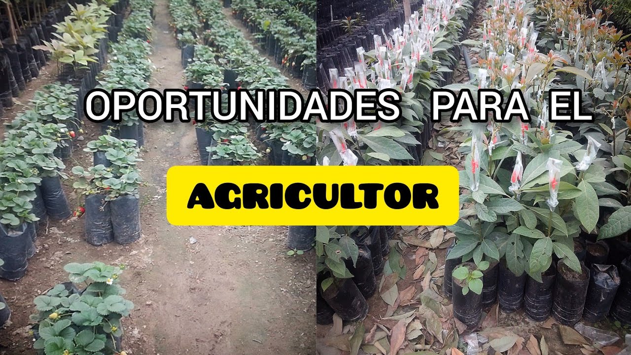 RECORRIDO por el vivero HUARAL🇦🇹 | hay OPORTUNIDADES  y opciones en estos lugares.