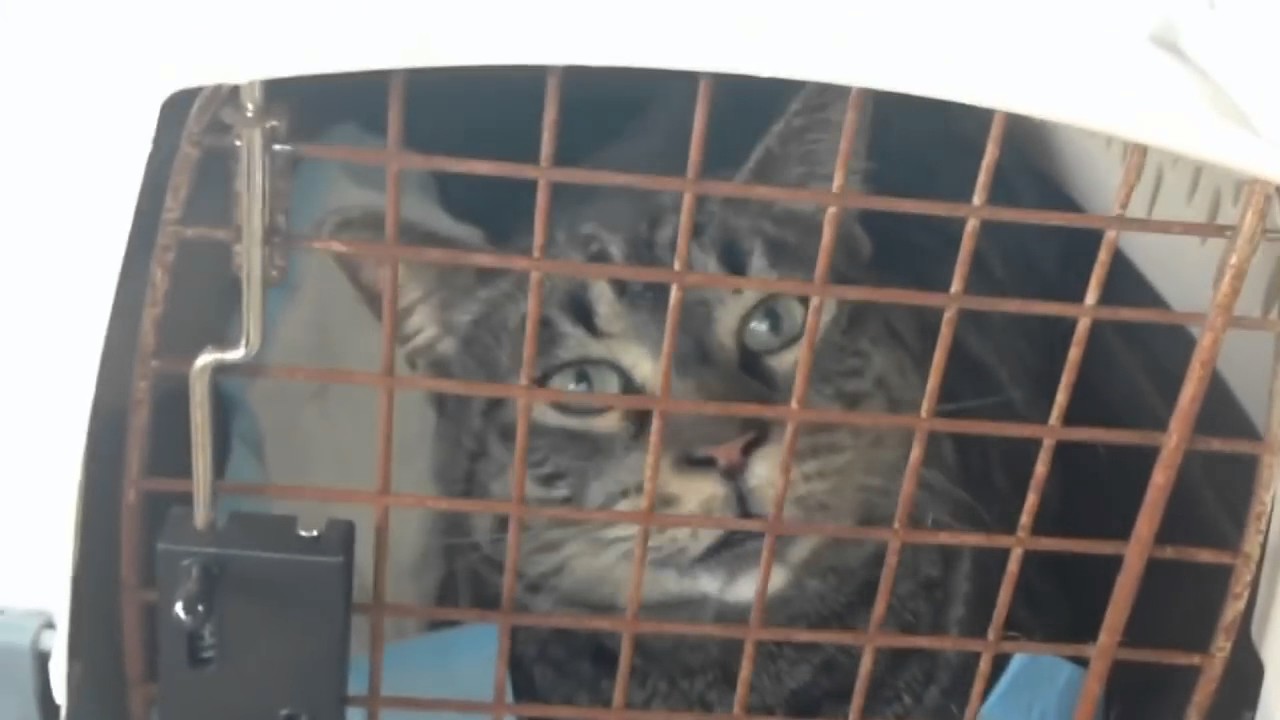 Смешные кошки HD, 1280x720p