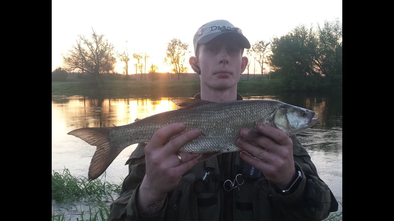 Bolenie z Warty 2017