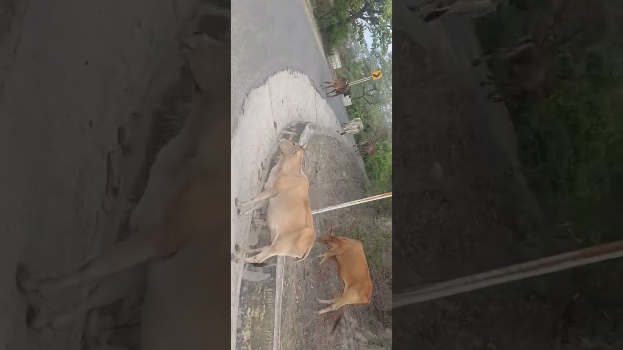 Dholwaha to Daulatpur Road
