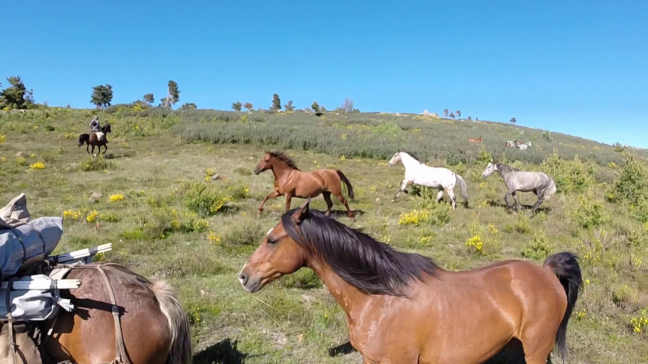 Transhumance de chevaux de Campoussy à La Llagonnne les 1 et 2 juin 2019