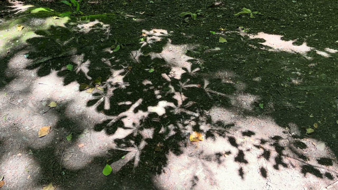 Looking Deeply Within