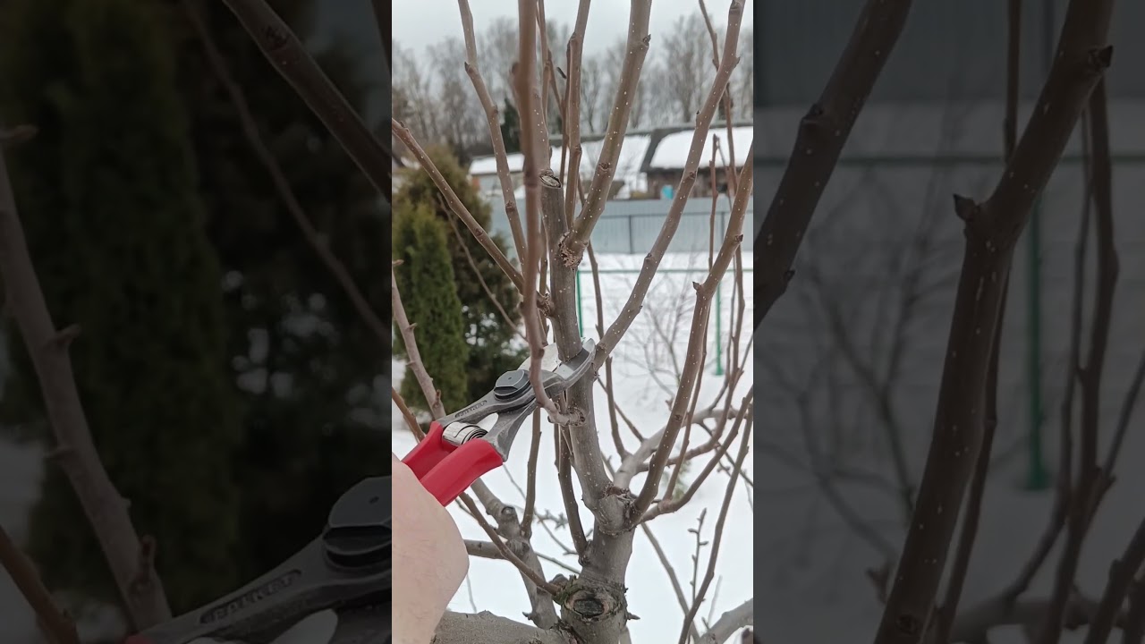🌳ОБРЕЗКА ГРУШИ ВЕСНОЙ🍐 #обрезка #сад #груша
