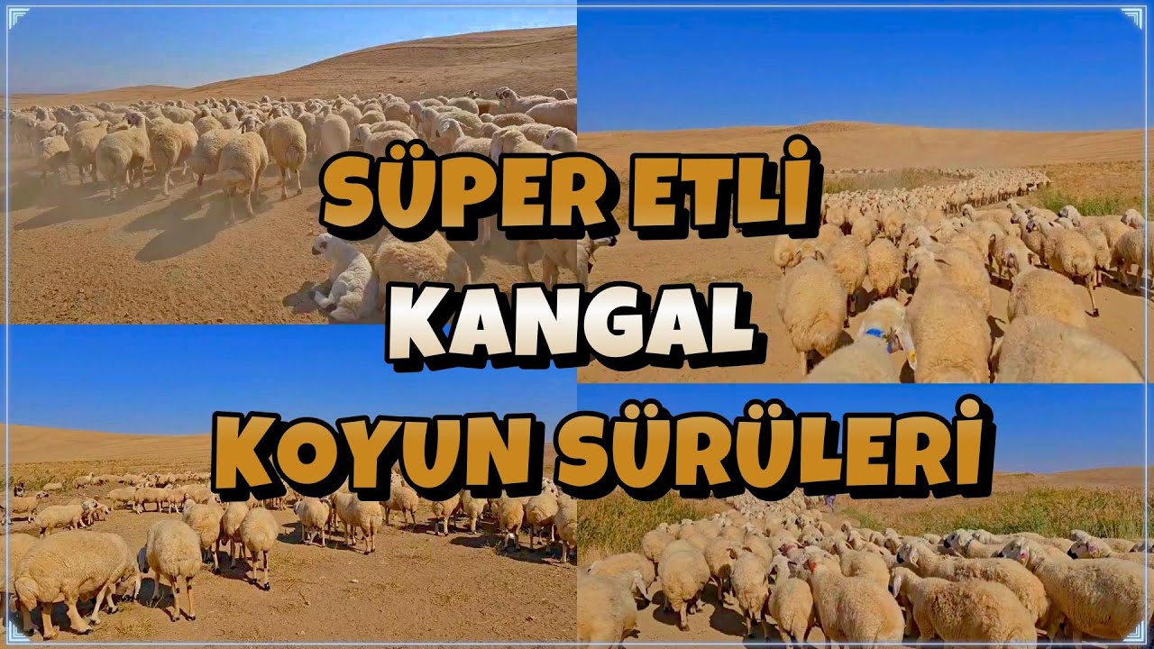 SÜPER ETLİ KANGAL KOYUN SÜRÜLERİ