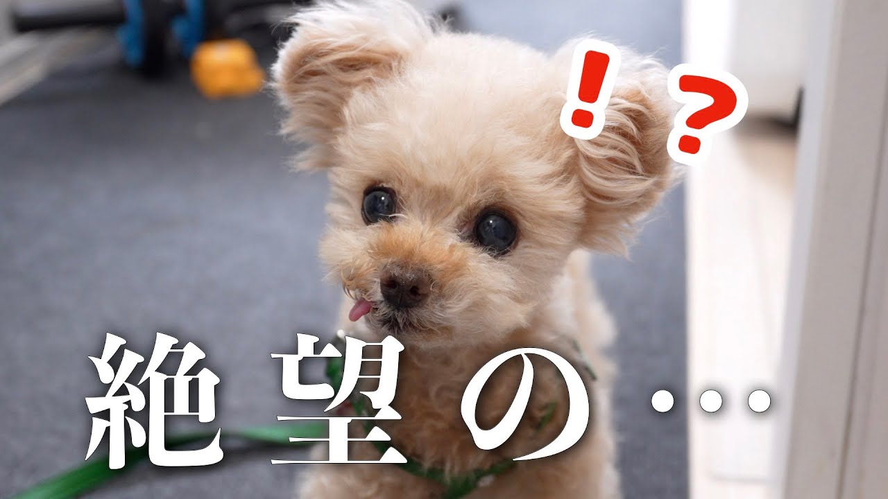 白内障治療に・・・希望の光が・・・！？【目薬】【トイプードル】