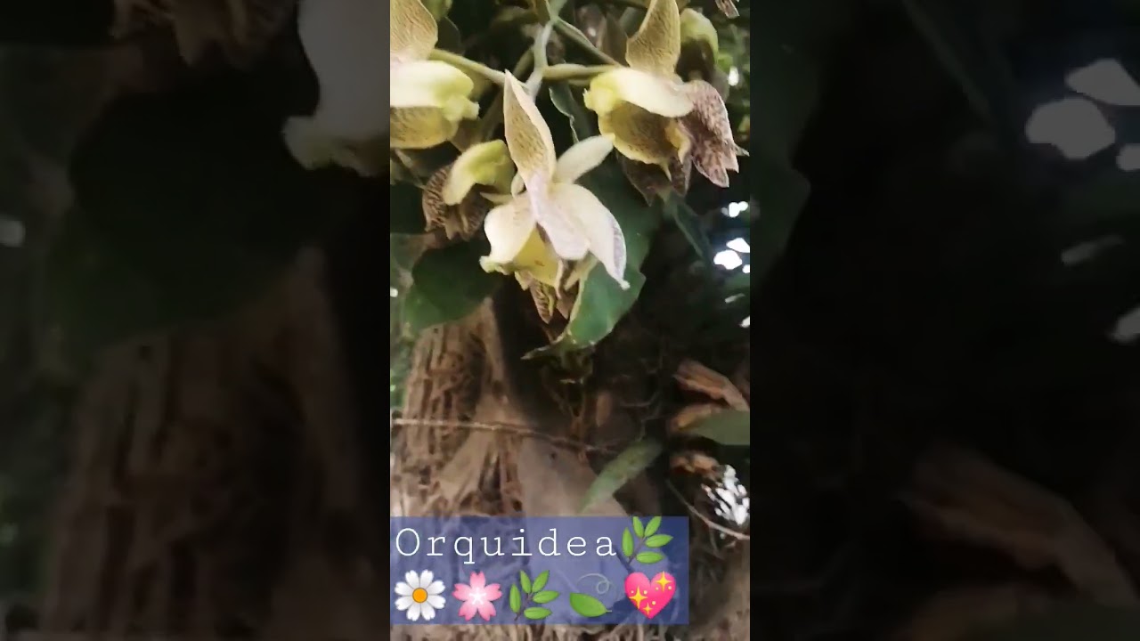 Catasetum Macrocarpum🌿🌼🌸🍃🌿💖