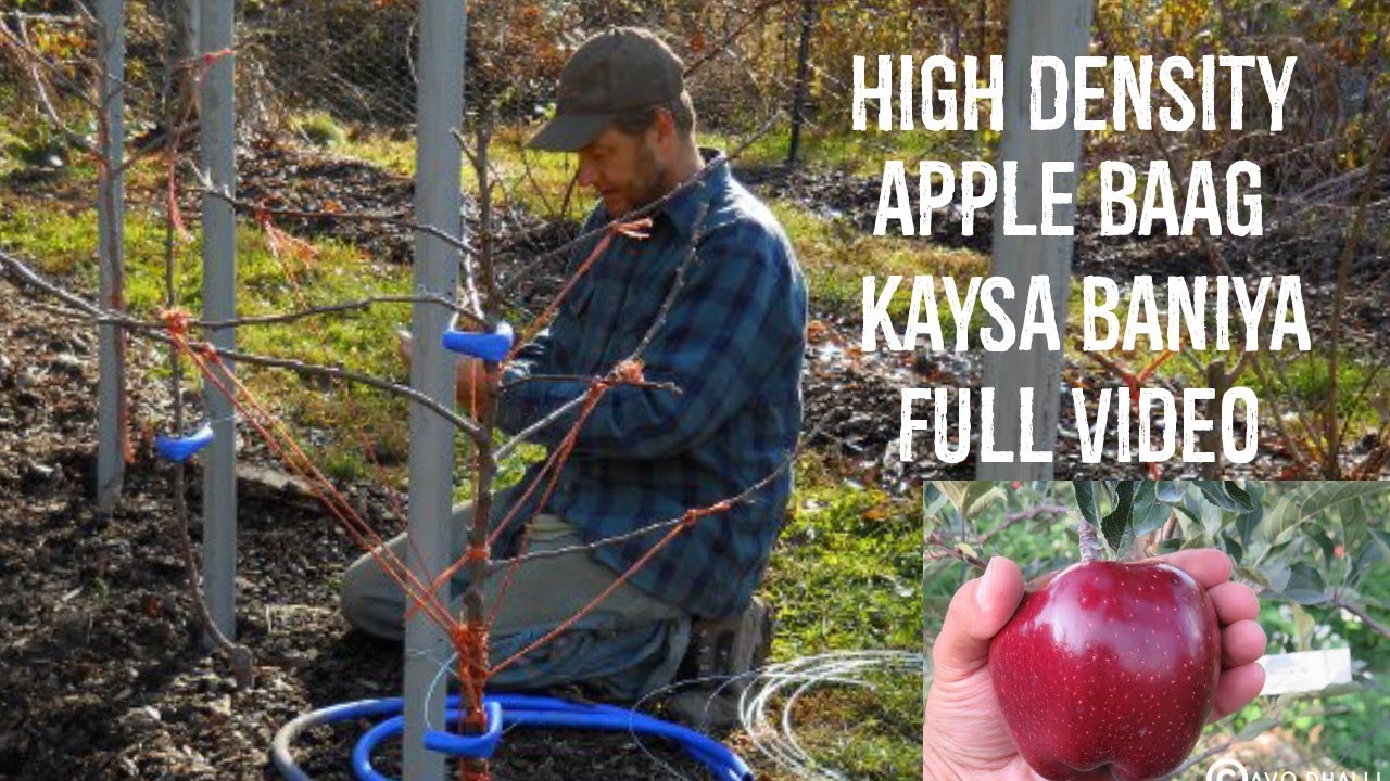 kashmir high density apple 🍎 orched kaysa banata ha video dekho