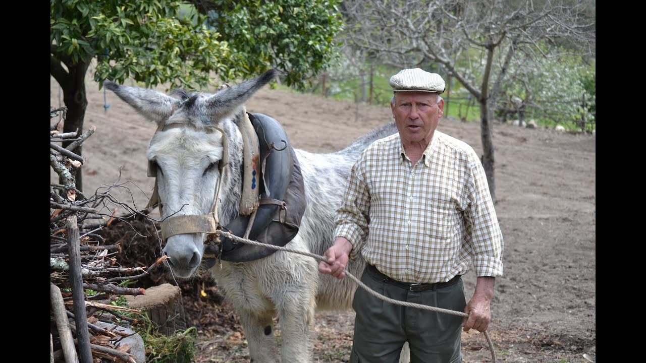 Manuel Pires Rodrigues trabalhando o solo com a ajuda de um burro