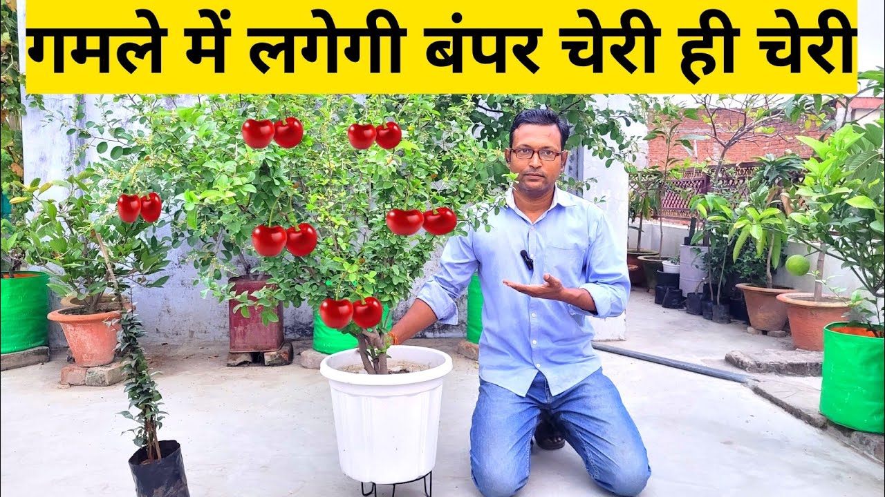 गमले में लगेगी बंपर चेरी ही चेरी | कब कौन सी खाद दें |Cherry Plant Care Tips