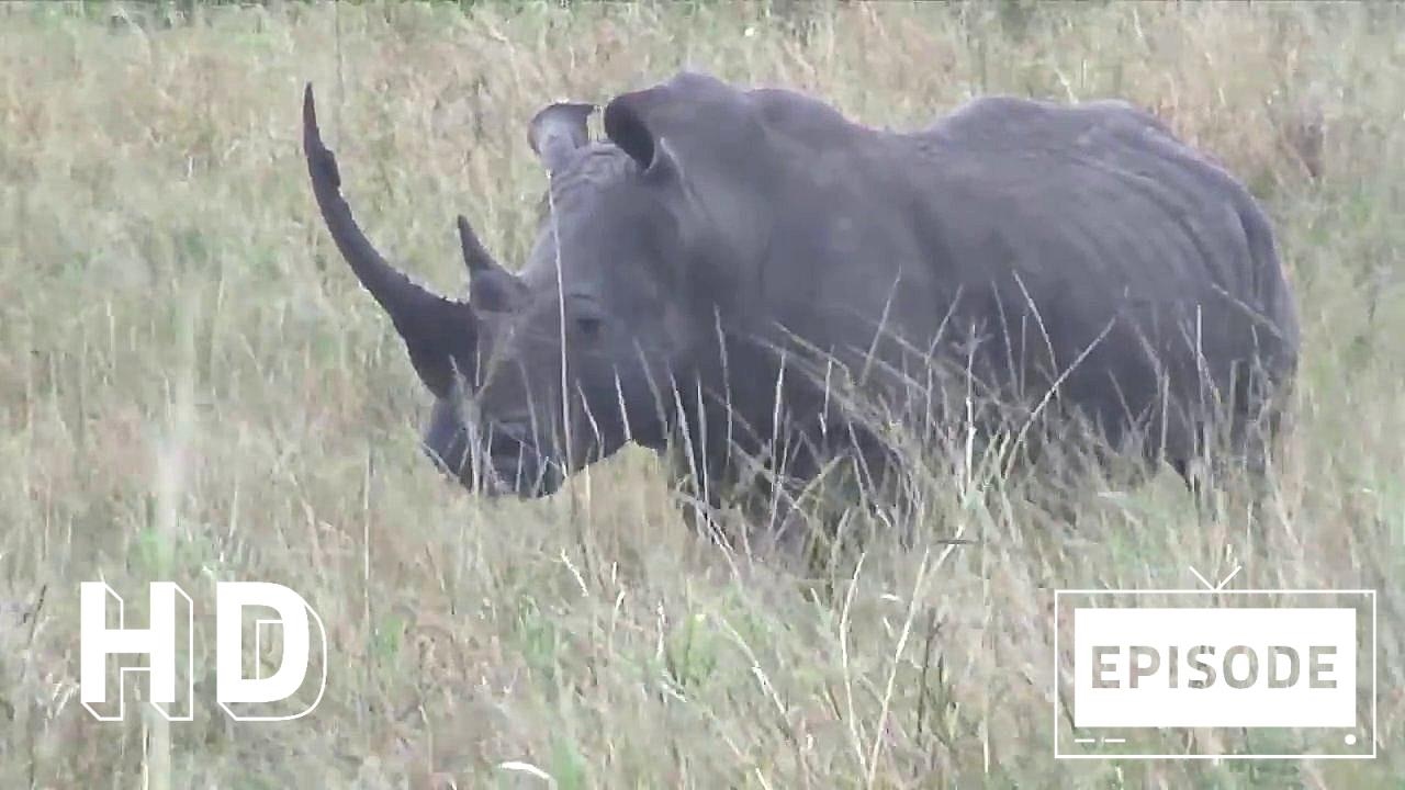 South Africa, Hluhluwe Game Reserve, Episode 122