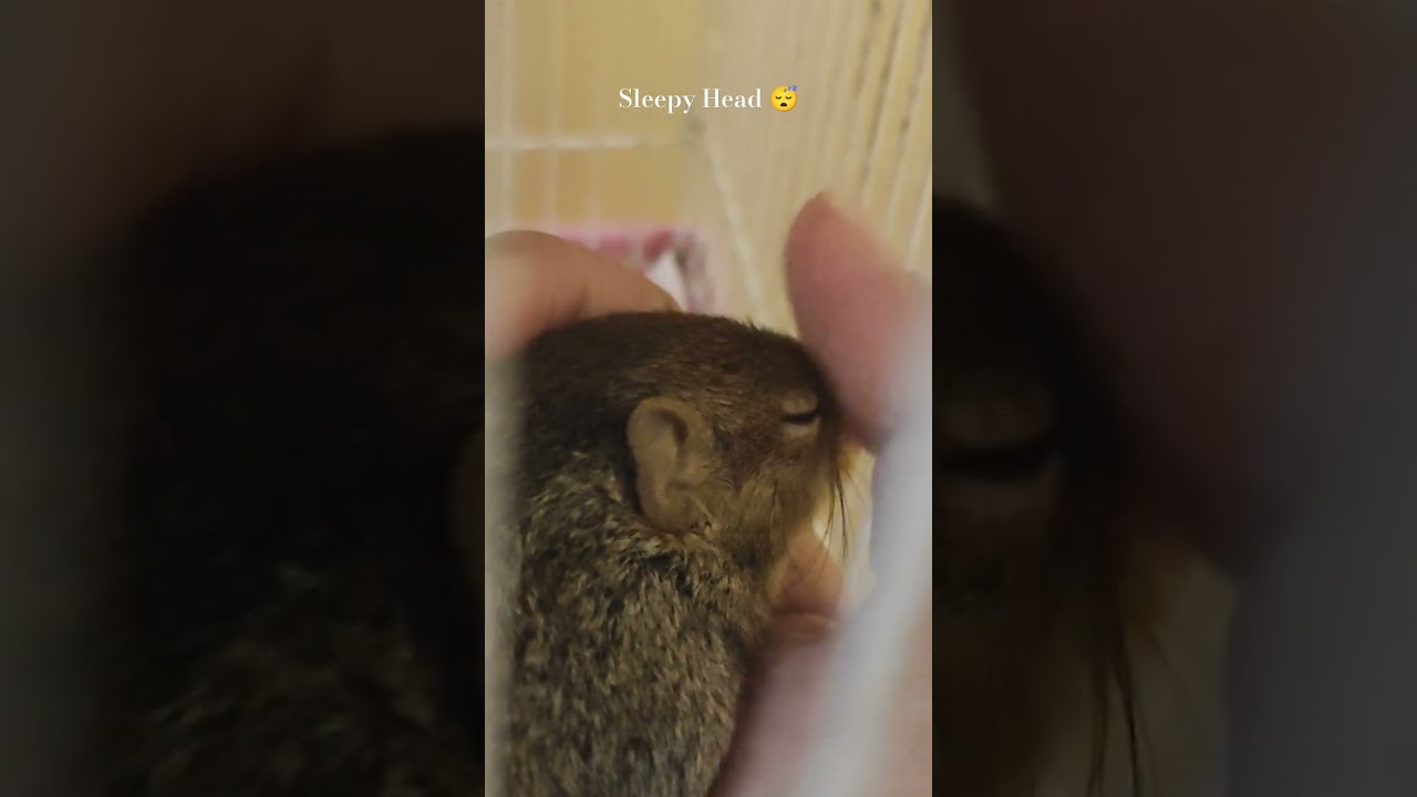 Jerry The Indian Palm Squirrel Sleeping on my Hand 🐿️❤️🧿