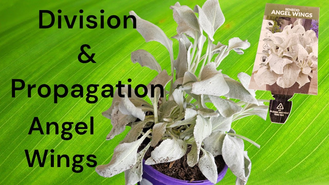Senecio Angel Wings Division & Propagation