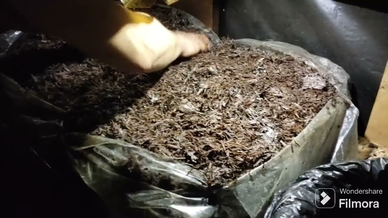 Вирощування Гриби Печериці в домашніх умовах #mushroomgrowing