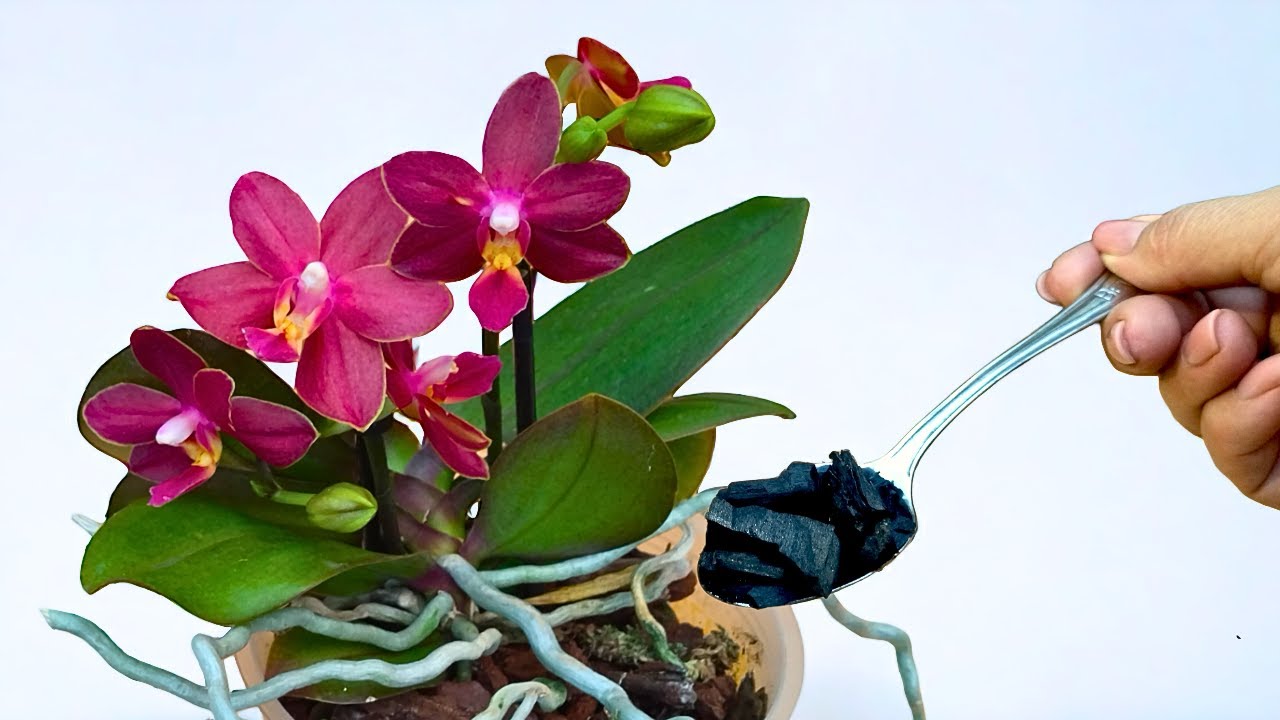 Geben Sie einfach einen Löffel dieses Produkts in die Wurzeln von Orchideen, ein magisches Ergebnis!