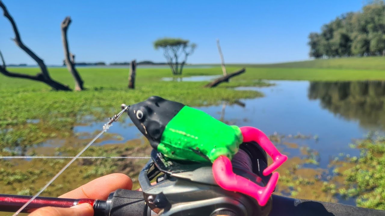 MAIS UM GRANDE LANÇAMENTO FROG SOFT Pescaria de trairas