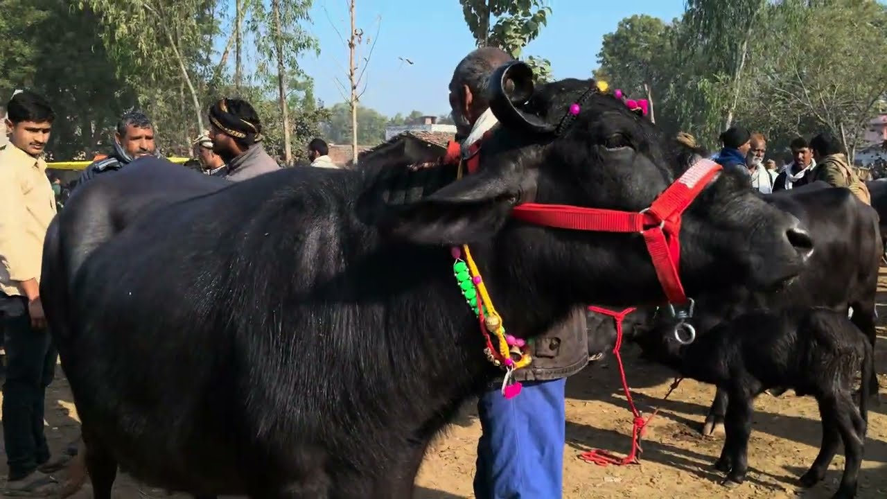 पशु बाजार मौहरिया मेला मंडी बहुत बेहतरीन मंडी आप सभी भाइयों को हमारी तरफ सेनमस्कार@#🐄🐂😱
