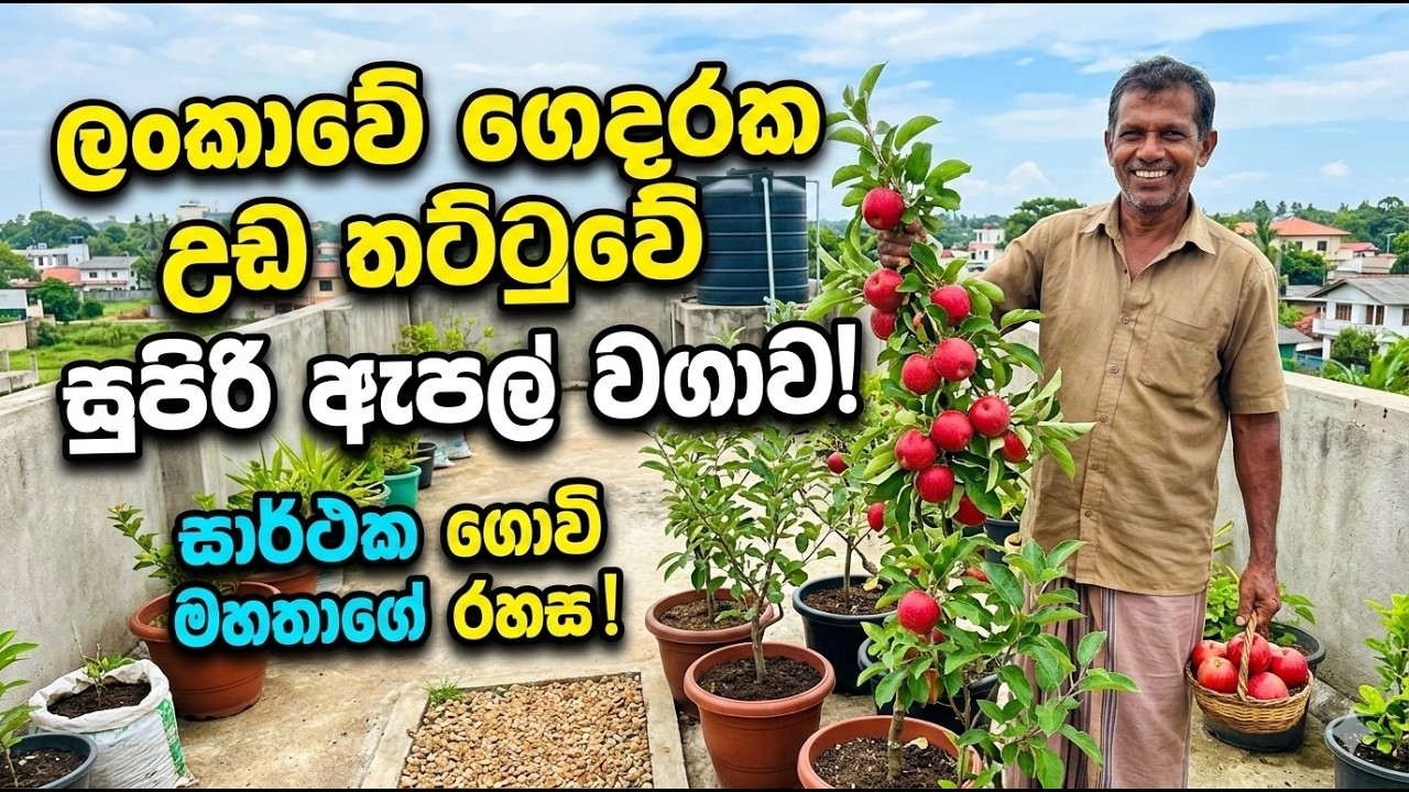 නිවසක උඩ තට්ටුවේ සාර්ථකව ඇපල් වගා කළ අපේ කාලයේ අපූරු ගොවියෙක්.
