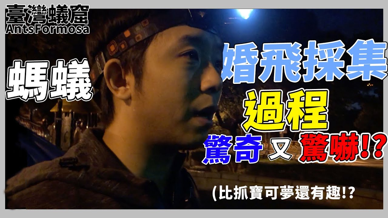 螞蟻採集-抓婚飛實錄｜居然看到這隻蟻后！還有珍奇異獸？！｜【臺灣蟻窟】 feat.熱情蟻友
