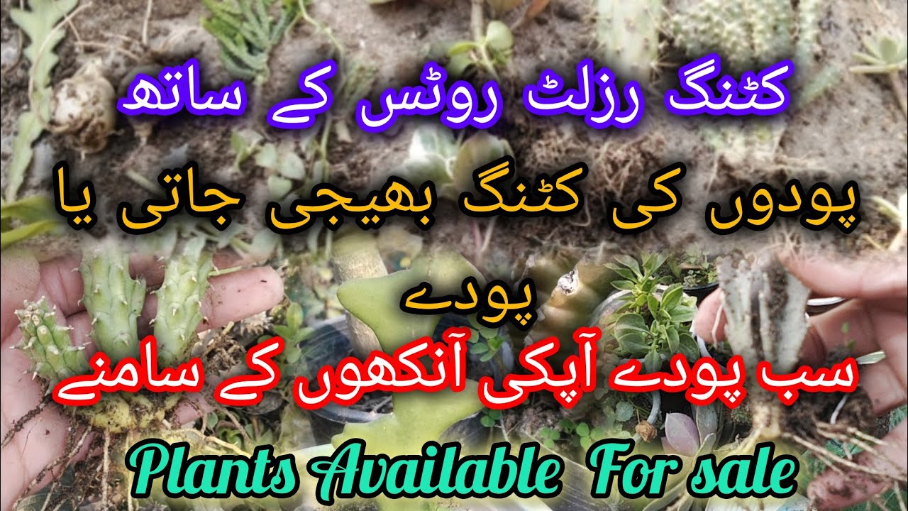 Permanent Plants Grow From Cutting | Plants Available For Sale | Cutting Result With Roots 