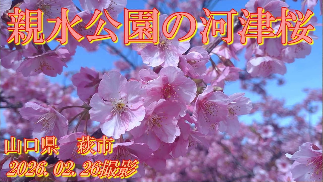 親水公園の河津桜2026　2026.02.26撮影