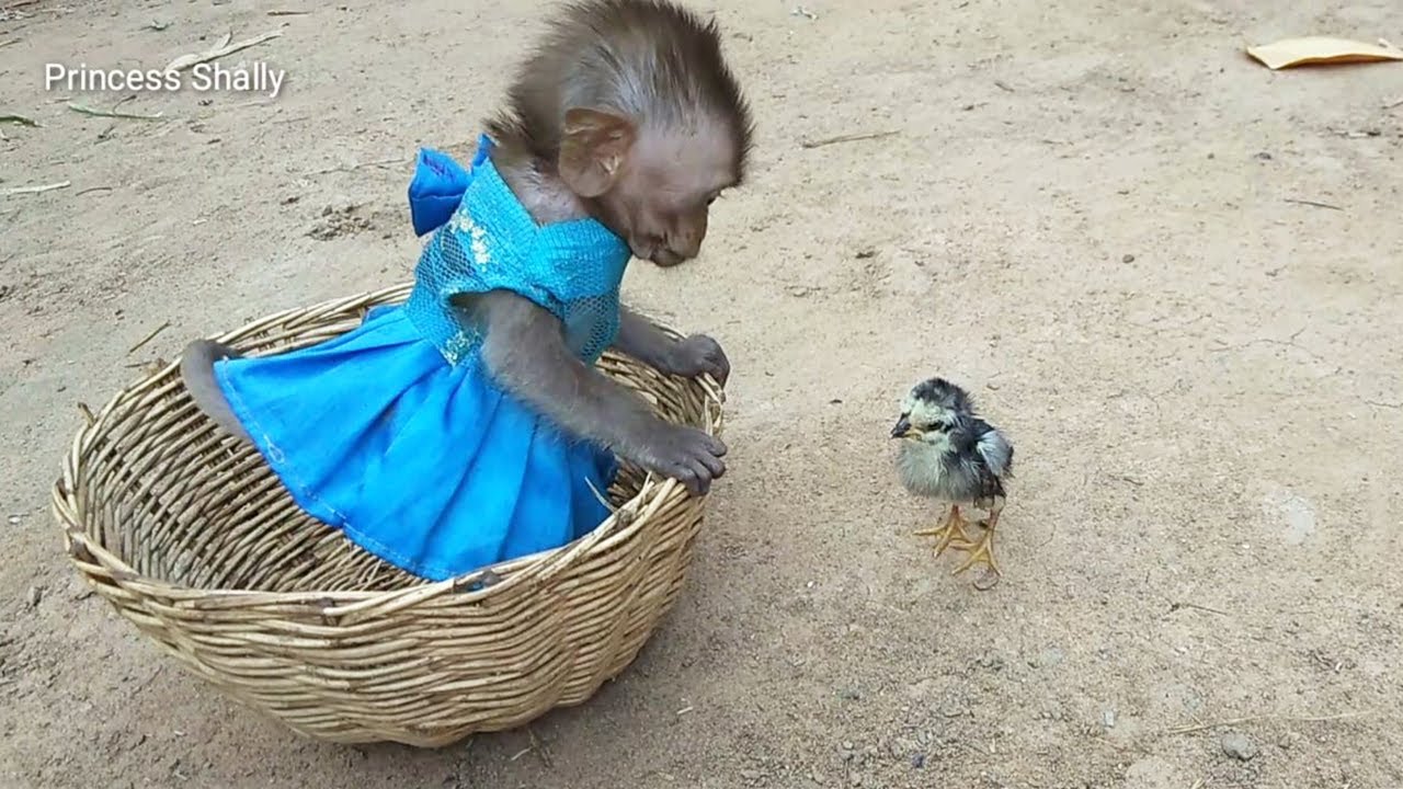 Princess Shally Pity On A Tiny Chick Screaming Alone, Gentle Touching