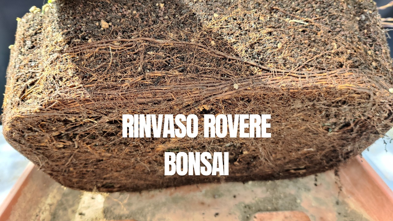 QUERCIA BONSAI: Rinvaso e CAMBIO INCLINAZIONE per Esaltare il Tronco (Quercus Petraea)