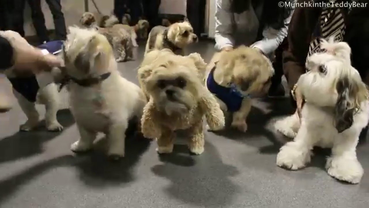 Shih Tzu Heaven!