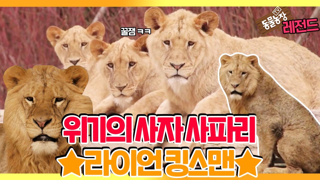 [TV 동물농장 레전드] 위기의 사자 사파리 ‘라이언 킹스맨’ 풀버전 다시보기 I TV동물농장 (Animal Farm) | SBS Story