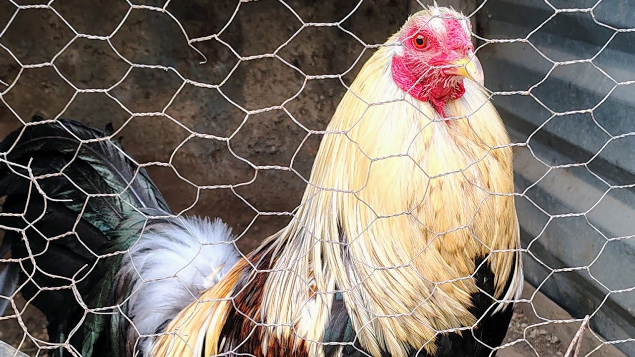 Mi  gallo 🐓 FINO 