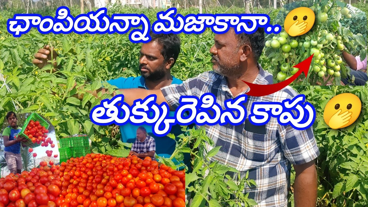 తుక్కు రేపిన టమాట పంట#trending #viralvideo #tomato #farming #viralvideos #trendingvideo #vegetables