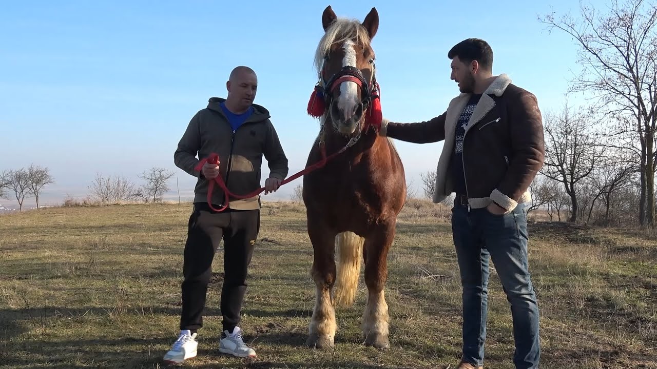 Armasarul lui Timi de la Cricau, Alba - 2024 Nou!!!