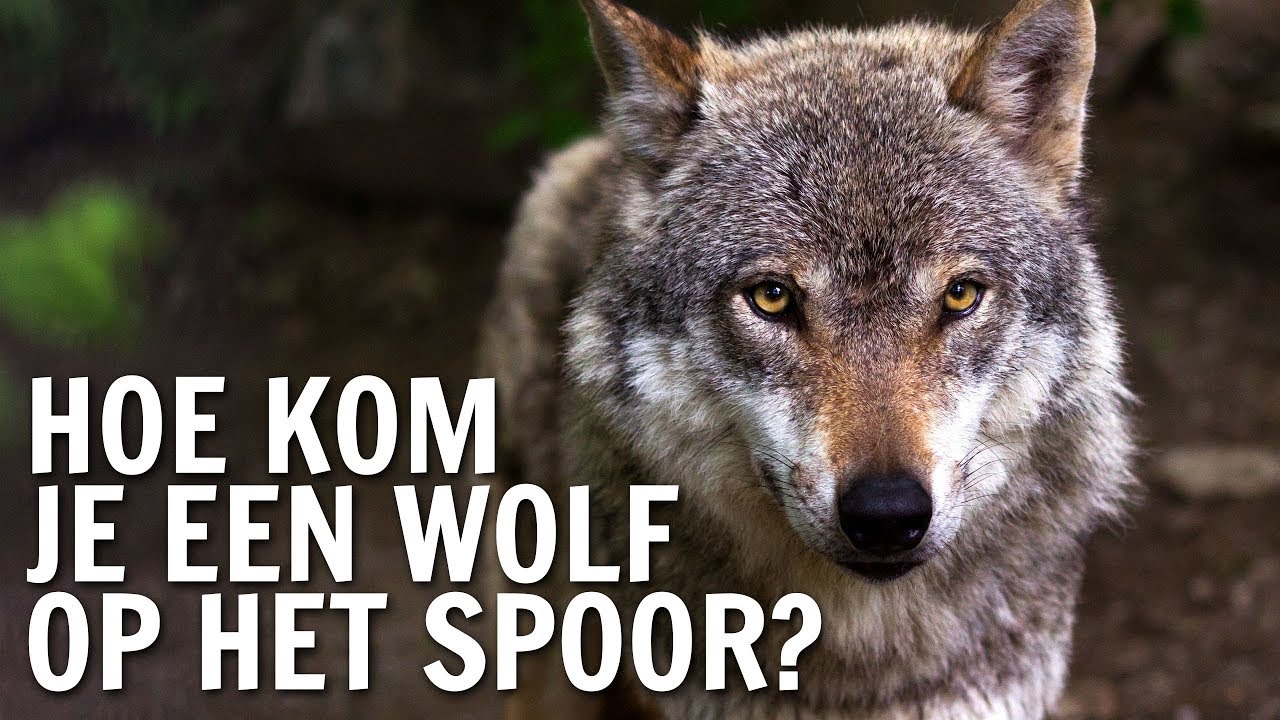 Hoe kom je een wolf op het spoor? | De Buitendienst over de Wolf
