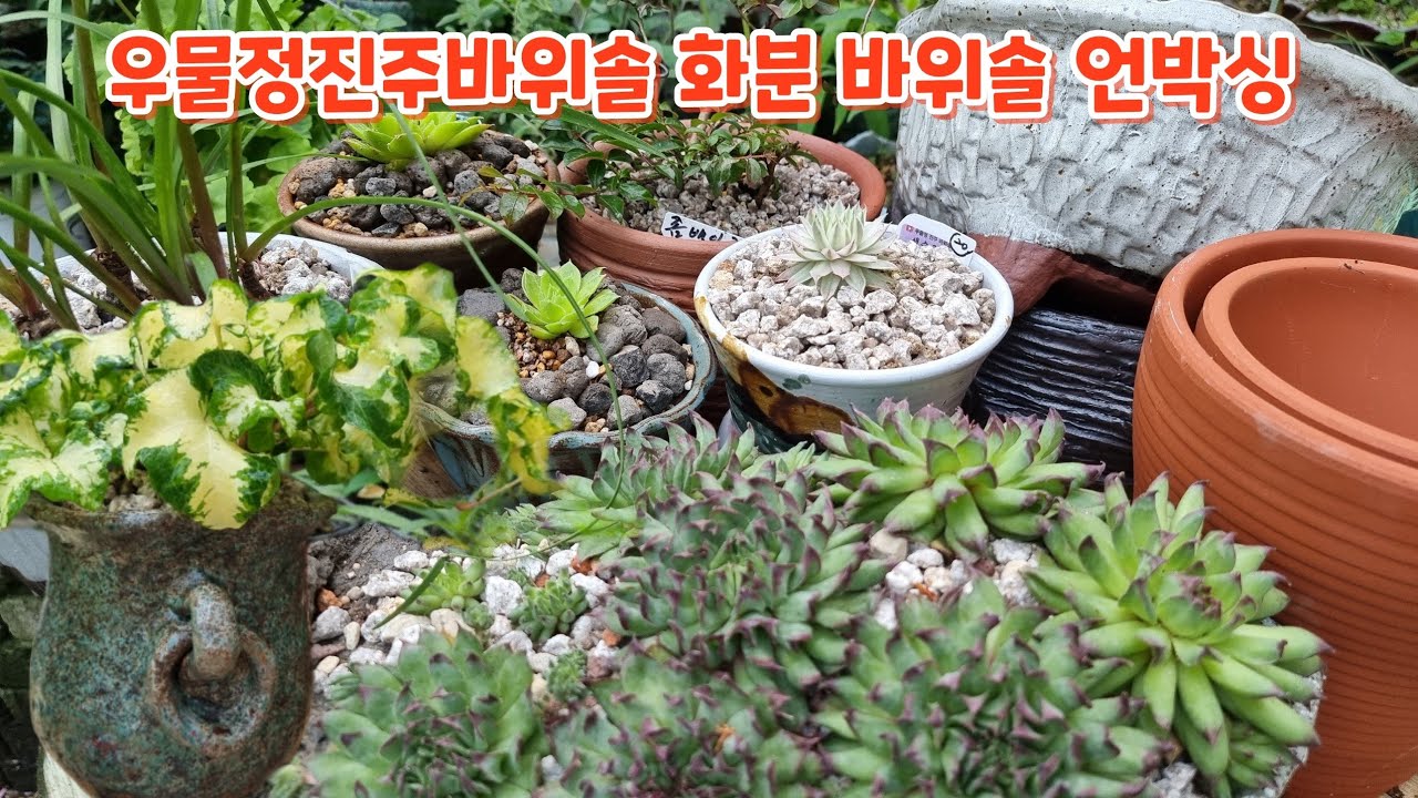 #우물정진주바위솔