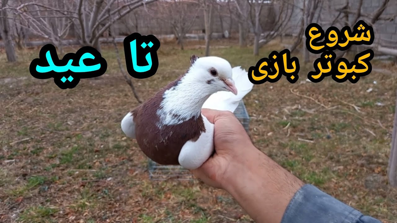چالش کبوتر بازی تا عید | با این تکنیک تا عید کبوتر باز شو