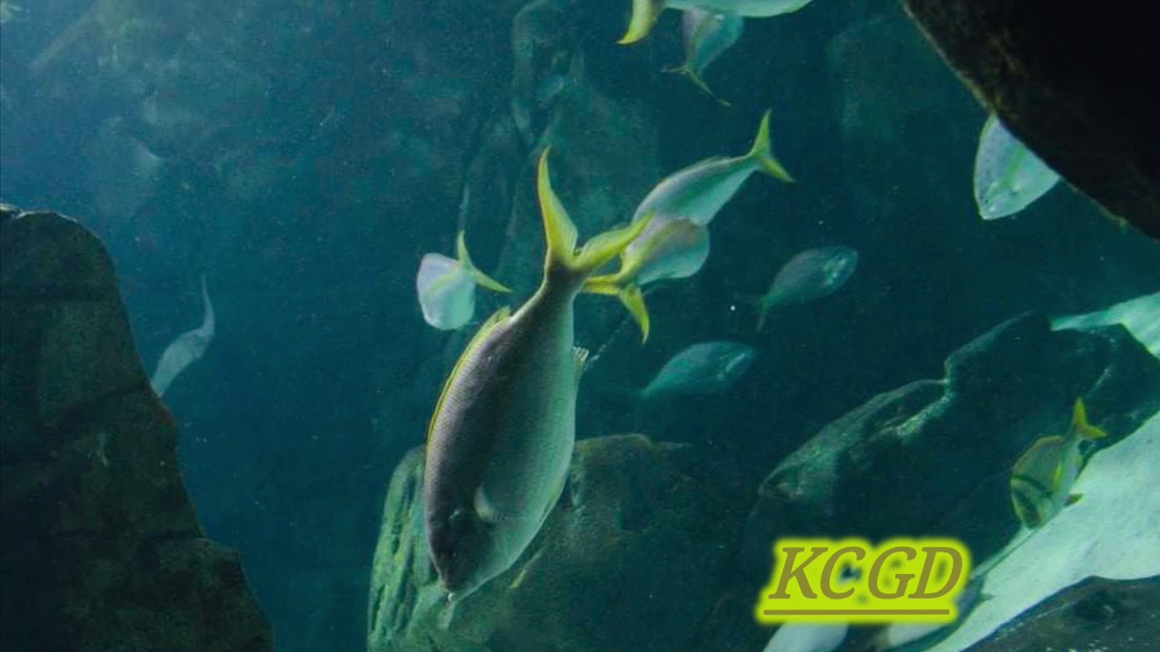 @ Ripley’s Aquarium of Canada