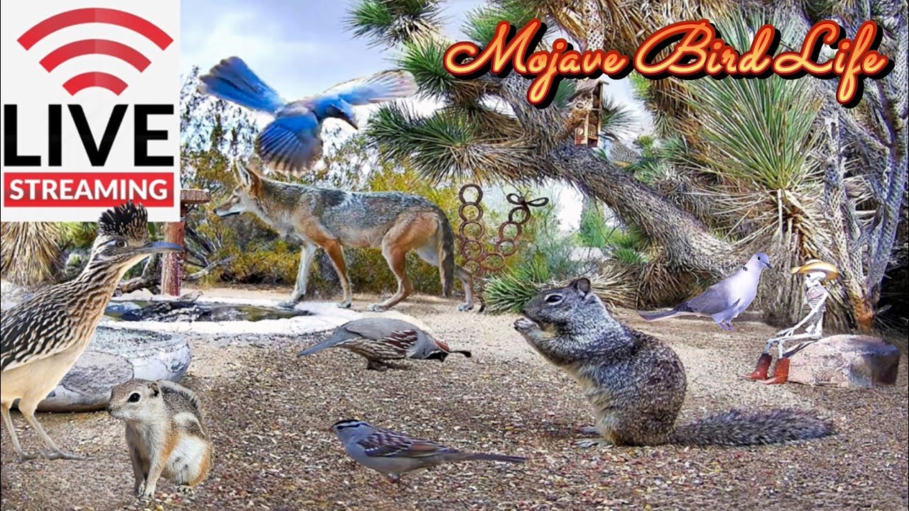 🔴 LIVE 🌵Desert Watering Hole Ground Cam: 🪵Quail, Roadrunners, Hawks, Songbirds & More! ✨Ad Free✨