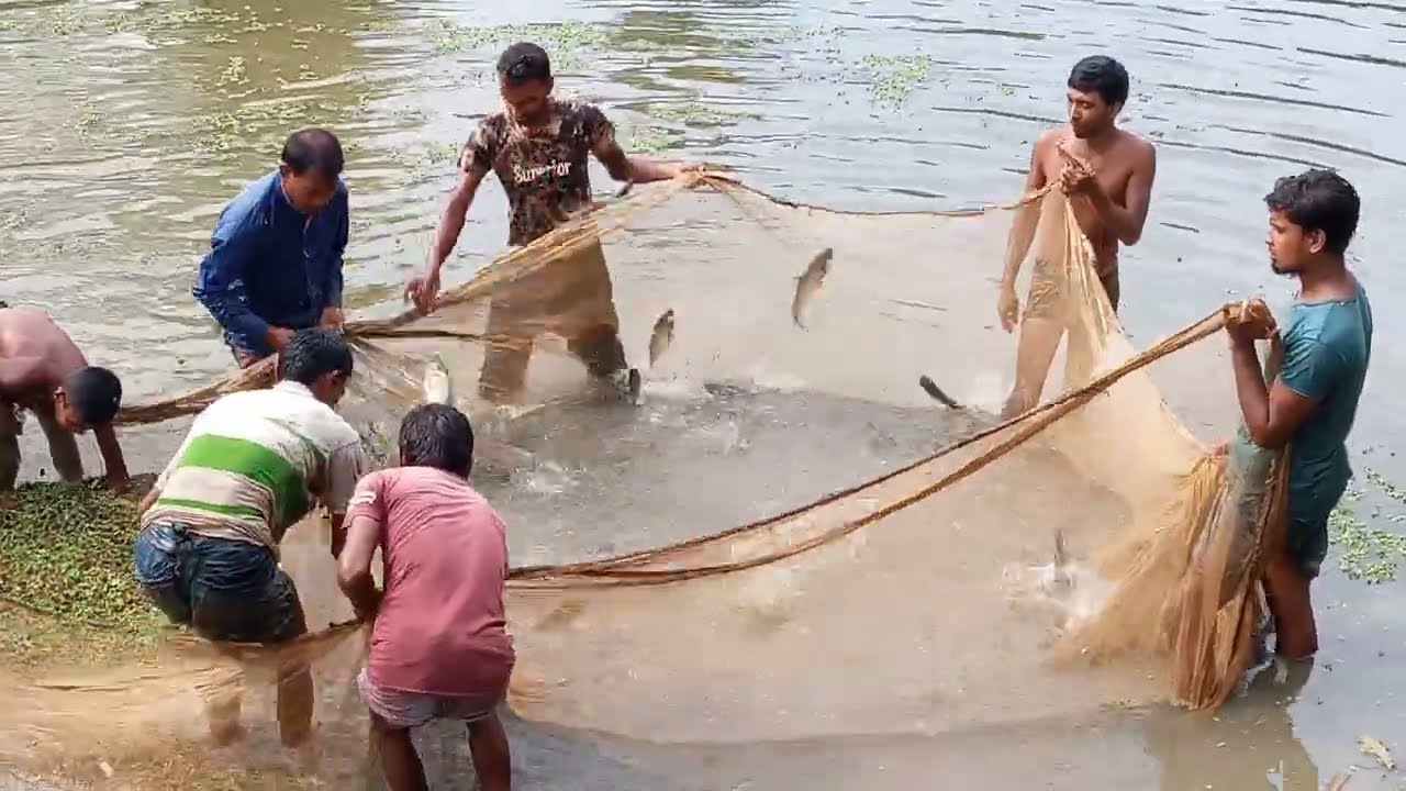 #Fishing#fishingvideo #Village net fishing in the pond