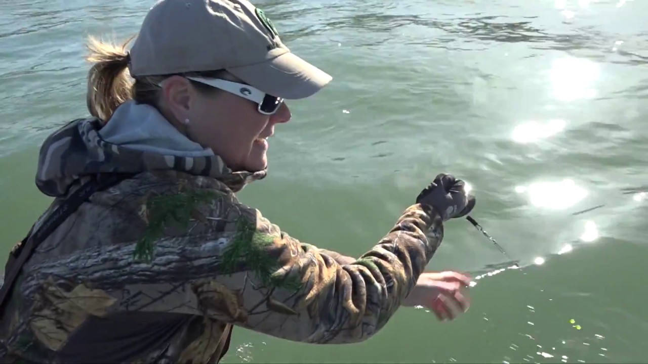 Detroit River Hand Lining Walleye