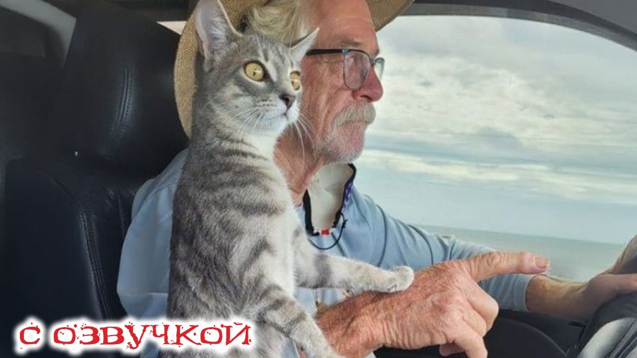 Приколы с котами! С ОЗВУЧКОЙ! САМЫЕ СМЕШНЫЕ ЖИВОТНЫЕ! ТЕСТ НА ПСИХИКУ!