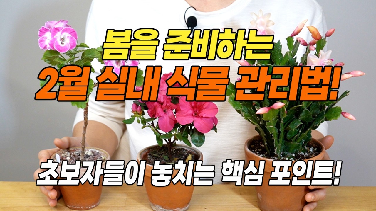 2월 실내 식물 관리 핵심 포인트!초보자들이 놓치기 쉬운 핵심 포인트!-홈가드닝 아파트정원 HomeGardening#plants #garden