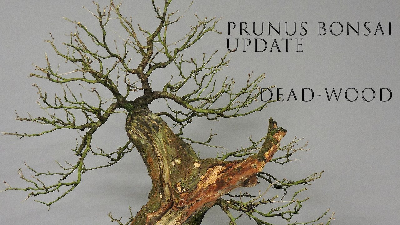 Prunus update