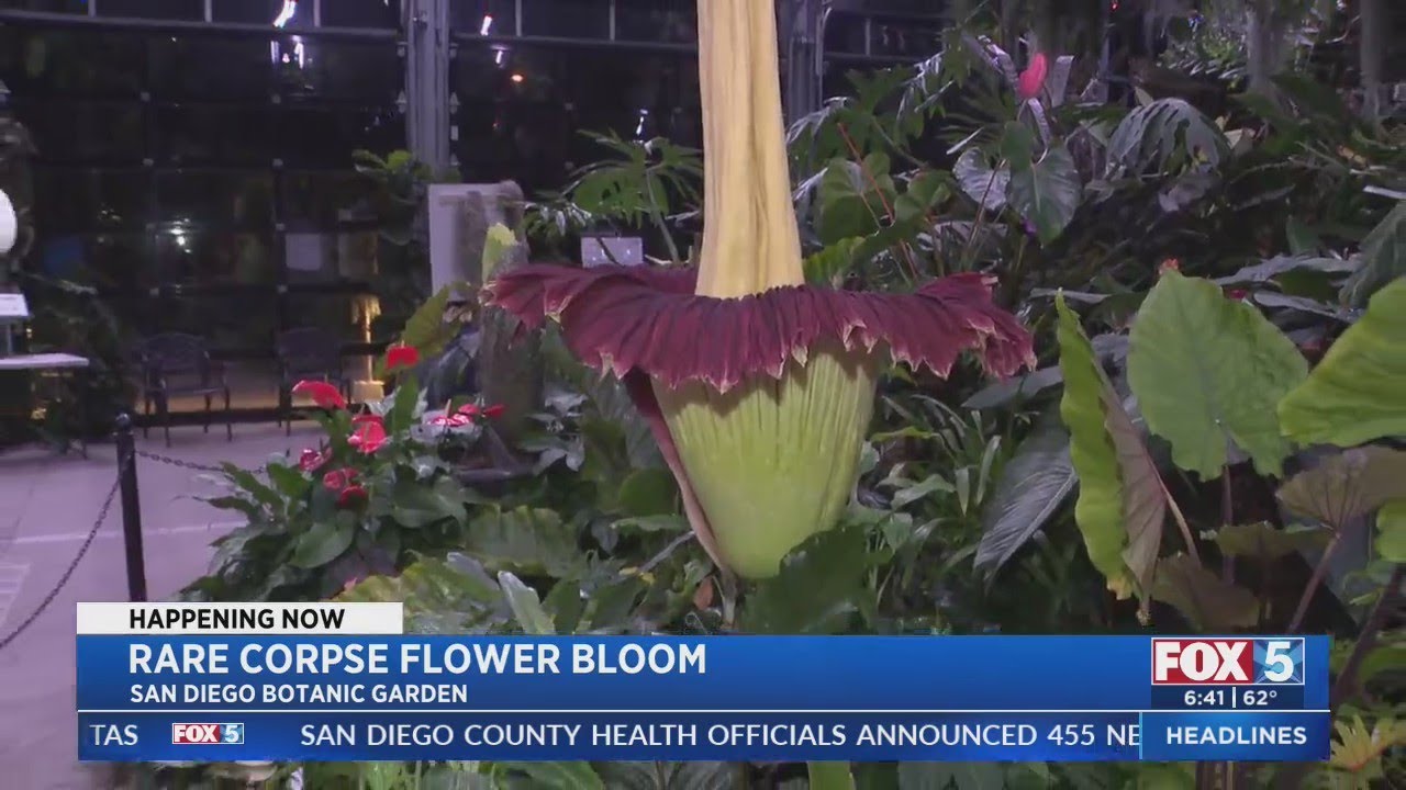 Rare 'Corpse Flower' Bloom Draws Crowds
