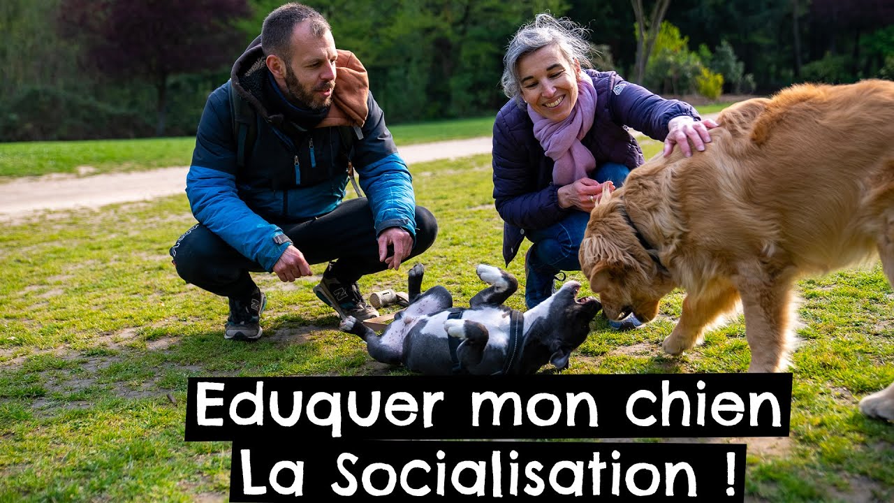 Eduquer mon chien - La Socialisation ! 🐶
