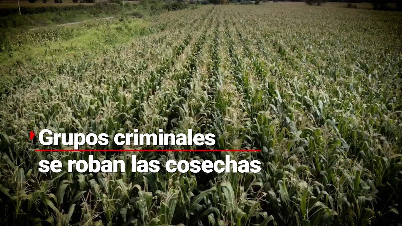ROBAN COSECHAS | Grupos delictivos se llevan hasta el 20% de la producción de elote en Hidalgo